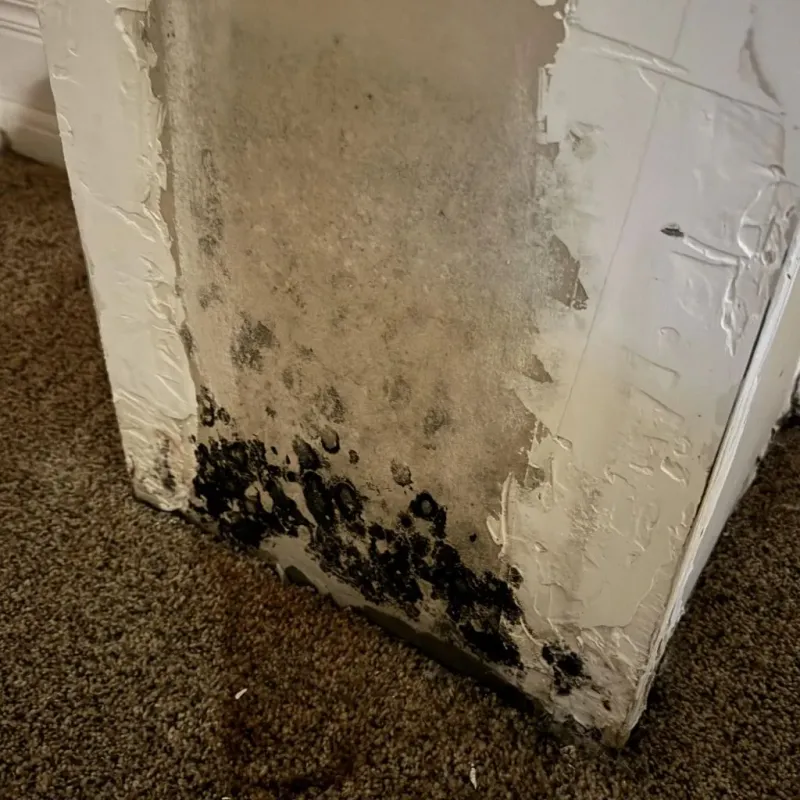 Professional Mold Removal in Montverde, FL
